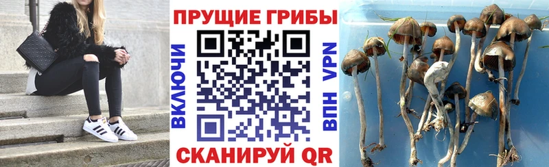 Галлюциногенные грибы Cubensis  наркота  Порхов 